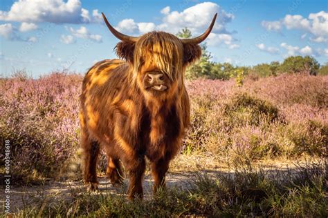 Scottish Highland cow with horns looks into the camera Stock Photo ...