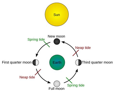 Neap Tide And Spring Tide Diagram