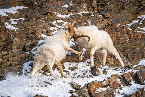 Dall Sheep Hunts In Alaska | Costs, Expectations, Outfitters