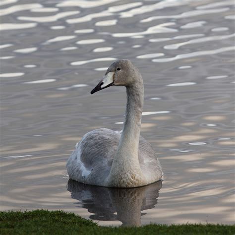 Whooper swan cygnets | Two whooper swan cygnets landed at Ca… | Flickr