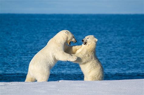 Alaska Polar Bear Photo Workshop-3 | Action Photo Tours