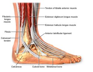 Complete Guide For Ankle Anatomy - Complete Care