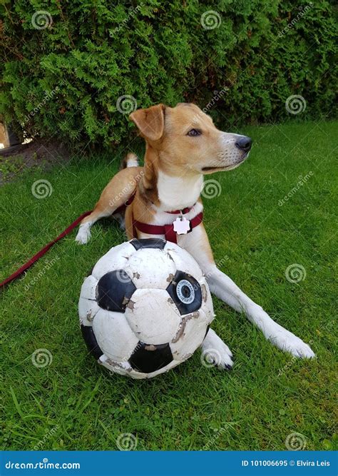 Soccer dog stock image. Image of soccer, garde, love - 101006695