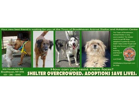 Brookhaven Animal Shelter's Dogs Are In Danger | Sachem, NY Patch