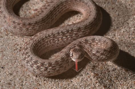 College Station Texas snakes - search in pictures