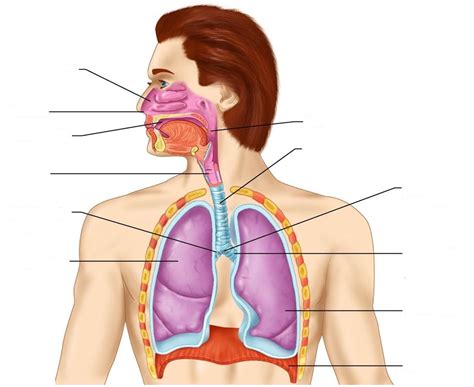 Respiratory System Diagram - exatin.info