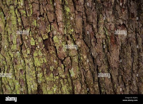 Coast live oak tree bark (Quercus virginiana); dark brown bark, rough ...