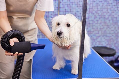 Pet Shops Blow Hair And Beautify Dogs Picture And HD Photos | Free ...