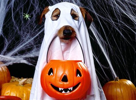 Download Dog In Ghost Halloween Costume Wallpaper | Wallpapers.com