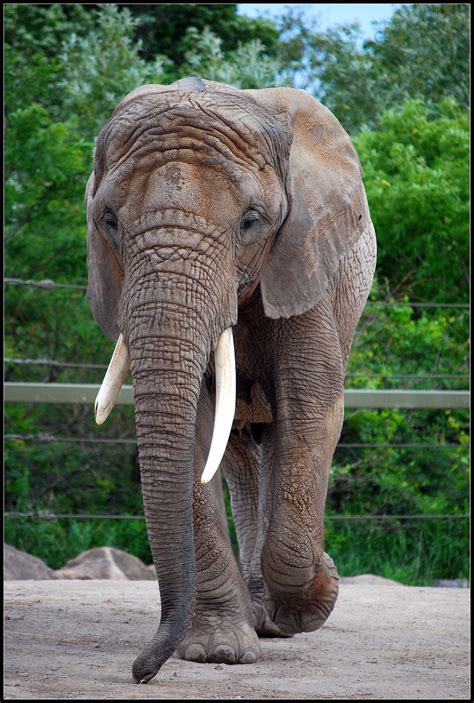 Toronto Zoo 220 | Toronto Zoo - www.day-trips.ca/content/tor… | Flickr