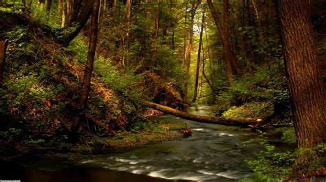 River In Forest | all about photo