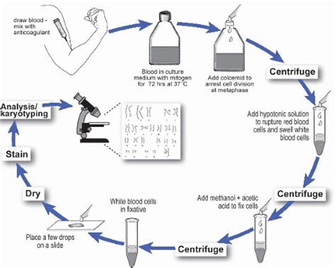 Cytogenetics | Basicmedical Key