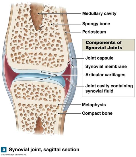 The structure of a synovial joint. | Synovial joint, Medical anatomy, Joints anatomy