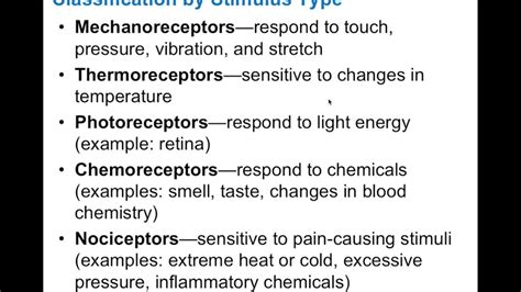 Chapter 13.1 Sensory Receptors BIO201 - YouTube