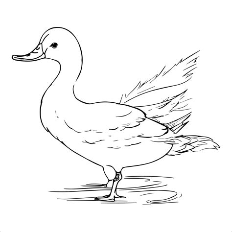 Premium Vector | Vector image hand drawing Duck outline illustration