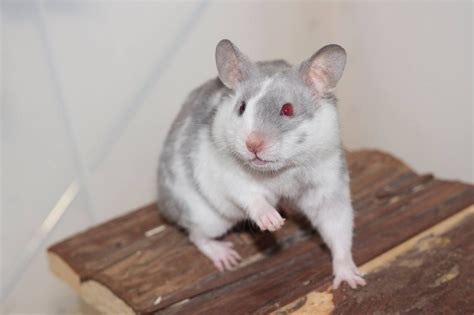 Syrian Hamster Colors Genetics - guideTRAVELing