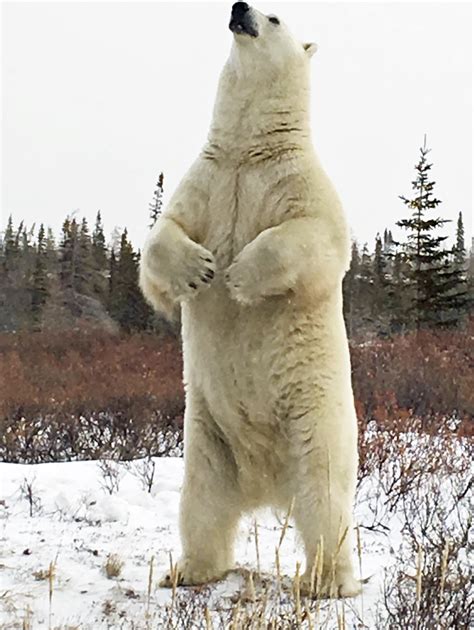 Great Ice Bear Adventure at Dymond Lake Ecolodge draws rave reviews. Scarbrow returns ...