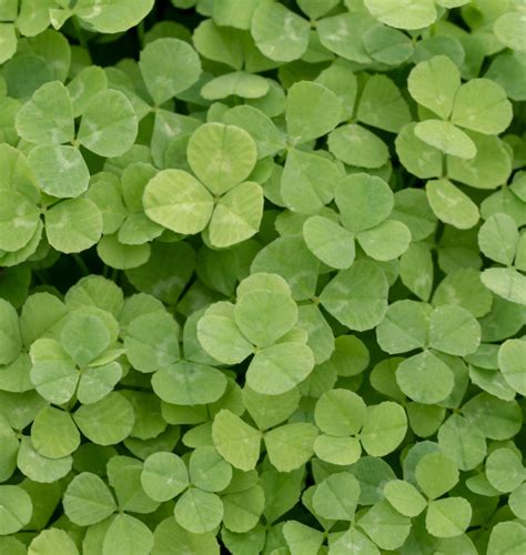 Micro Clover Seeds for Lawn Replacement – West Coast Seeds