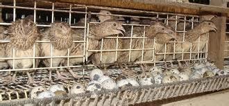 Quail Farming | Modern & Mixed Farming System