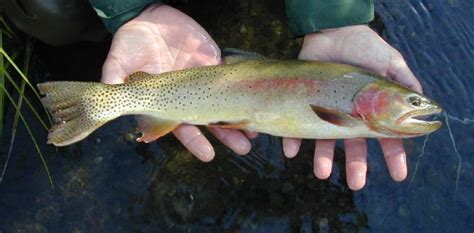 Fish Facts: Yellowstone Cutthroat Trout - Xpert Fly Fisher