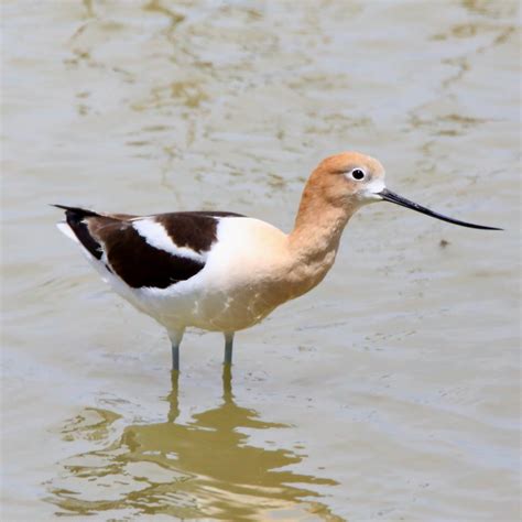 American Avocet - Bird Watching Academy