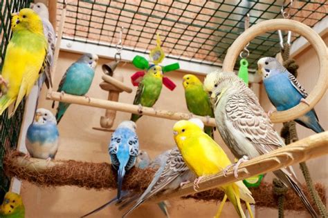 Pet Store Parakeets: How to Choose the Best | Birds Coo