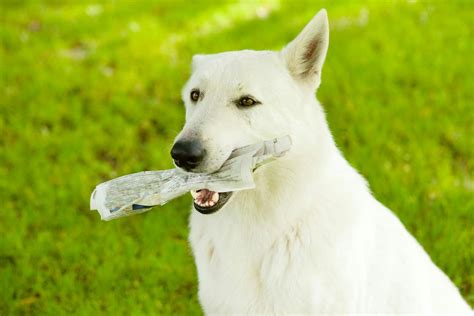 Eating Paper in Dogs - Definition, Cause, Solution, Prevention, Cost