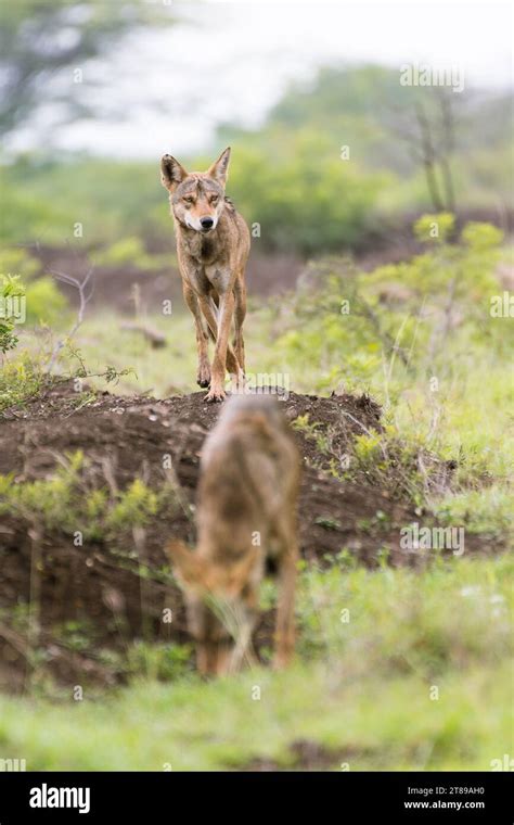 Indian grey wolf pack Stock Photo - Alamy