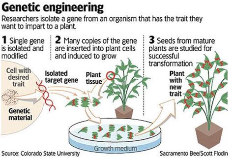 Genetically Modified Organisms - Comprehensive Notes - Civilsdaily