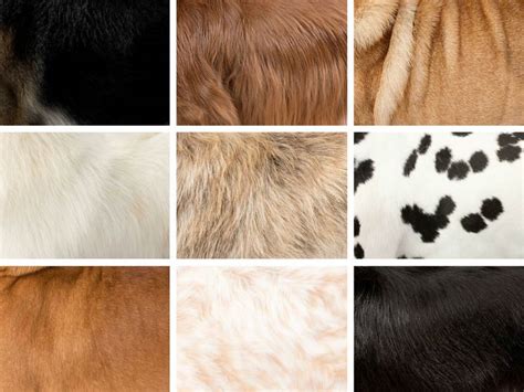 What Are The Different Types Of Dog Coats