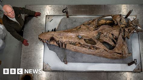 Pliosaur discovery: Dorset fossil attracts record visitors to museum - BBC News