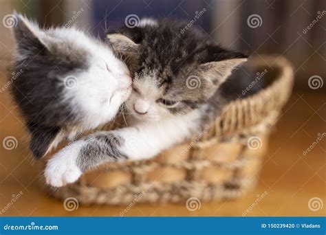 Two kittens sleeping stock photo. Image of kitten, care - 150239420