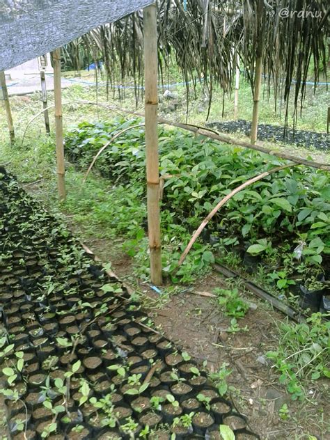 Pohon Kemenyan : Upaya Rehabilitasi dan Peningkatan Ekonomi Masyarakat di Kawasan Gunung Merapi ...