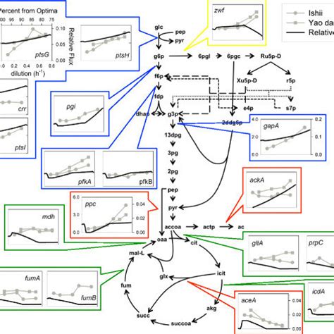 Fundamental pathway analysis. ATP production potential of energy ...