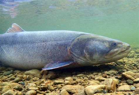 Behind the Fish: Taimen Conservation with Scientist Matt Sloat ...