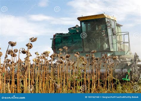 Harvester Harvest Sunflower Editorial Image - Image of plant, machinery ...