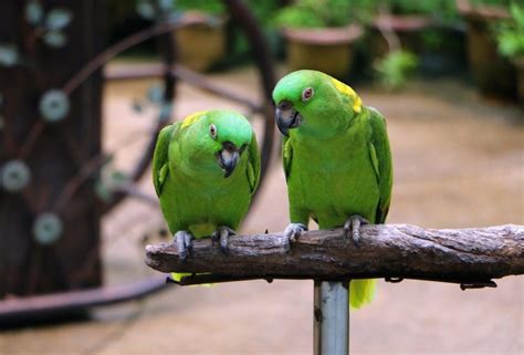 Yellow-Naped Amazon Parrot Care Guide & Info » Petsoid