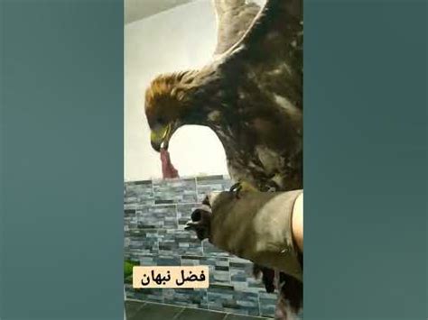 عقاب الذهبي رعد 🦅 عشقي الوحيد - YouTube