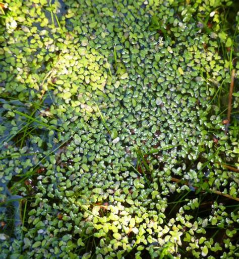 Lemna minor | Australian Plants Society