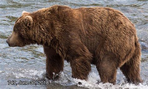 Fat Bear Week: Beadnose is Katmai National Park’s fattest bear - Vox