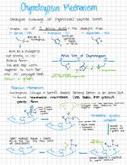 The Mechanism of Chymotrypsin: Catalyzing Peptide Cleavage and | Course Hero