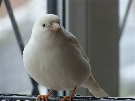 White Canary – AZ Birds