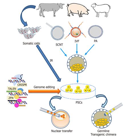 Outline of the production of transgenic livestock using pluripotent... | Download Scientific Diagram