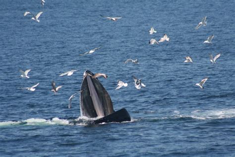 Whales teach each other new feeding behavior