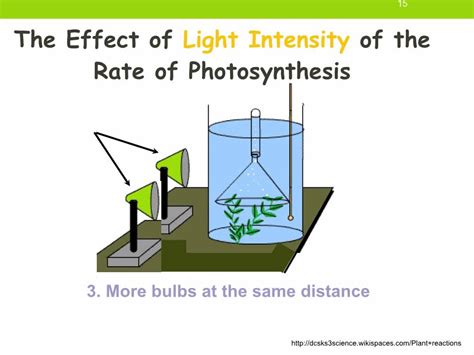 😂 Light intensity affecting photosynthesis. WHAT ARE THE FACTORS ...