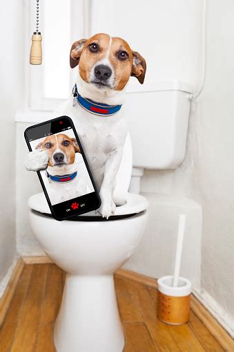 Dog On Toilet Seat Stock Photo - Download Image Now - iStock