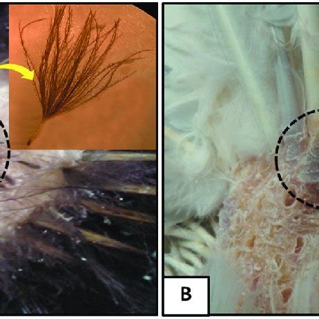 (PDF) Micro- and macroanatomical features of the uropygial gland of duck ( Anas platyrhynchos ...