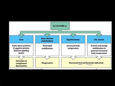 Akute-phase-proteine - Pregnant Center Informations