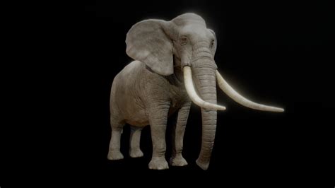 ELEPHANT ANIMATIONS - Buy Royalty Free 3D model by PROTOFACTOR, INC ...