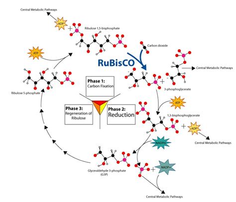 C3, C4 and CAM Plants - Comparison Chart | Biology Dictionary